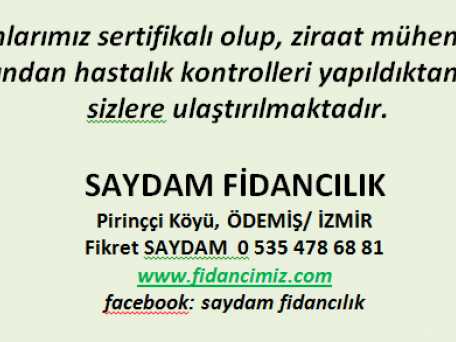 Saydam Fidancılık
