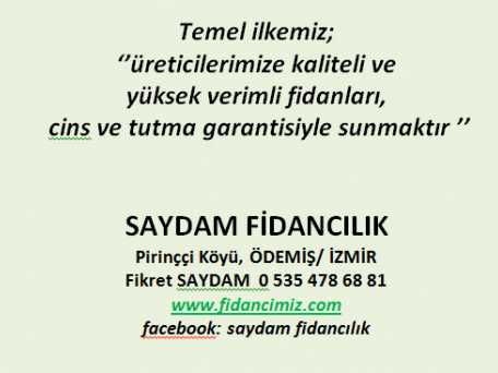 Saydam Fidancılık