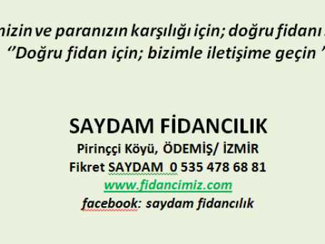 Saydam Fidancılık