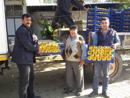 Saydam Fidancılık