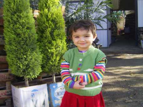 Saydam Fidancılık